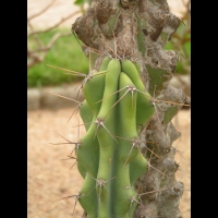 Cereus Jamacaru (forme monstrueuse) (fam Cactacees) (Bresil) (03)